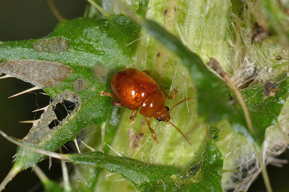 Sphaeroderma sp. (Chrysomelidae)